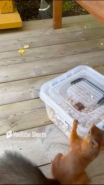 #Shorts   # Пушистая    #Воровка