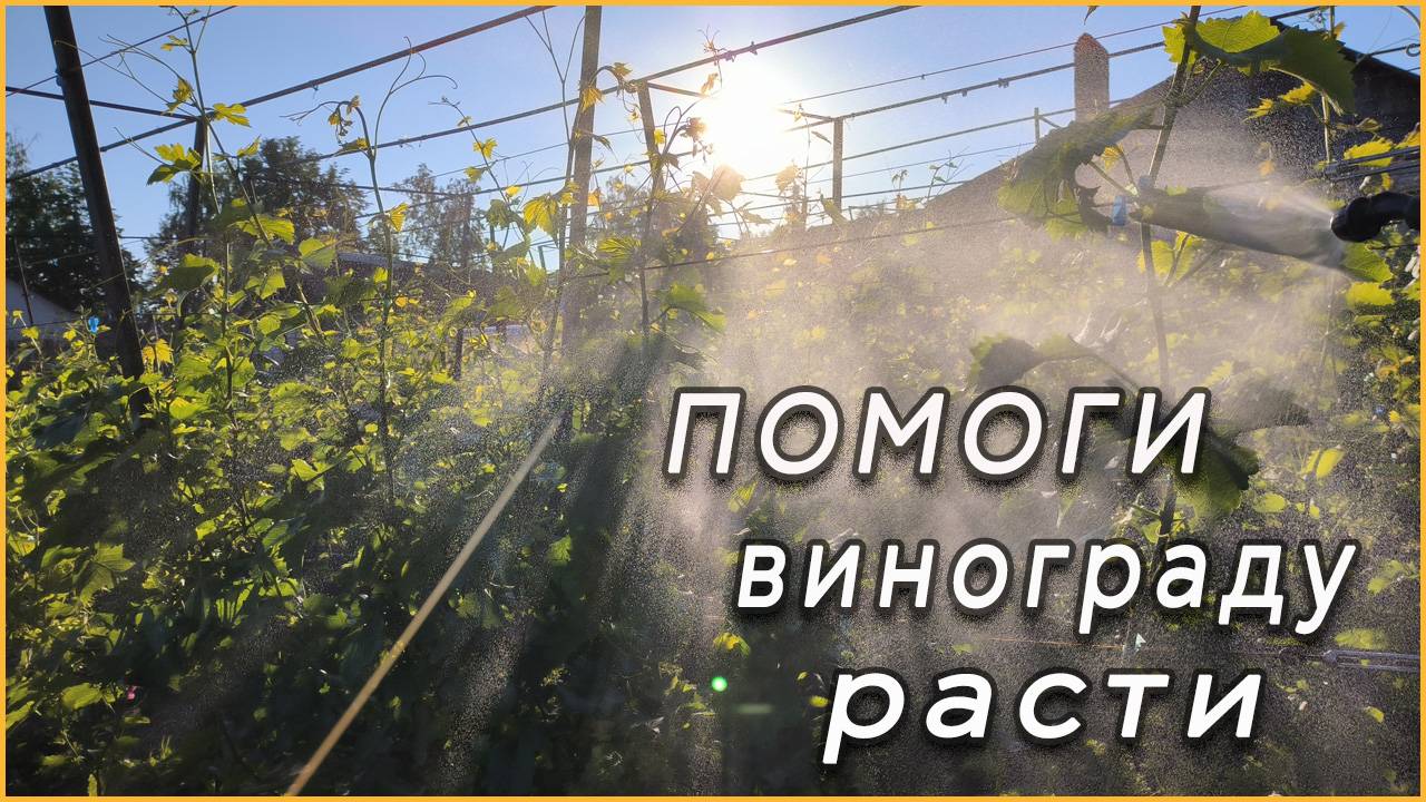 Чем подкормить ВИНОГРАД и обработать от БОЛЕЗНЕЙ.