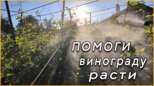 Чем подкормить ВИНОГРАД и обработать от БОЛЕЗНЕЙ.