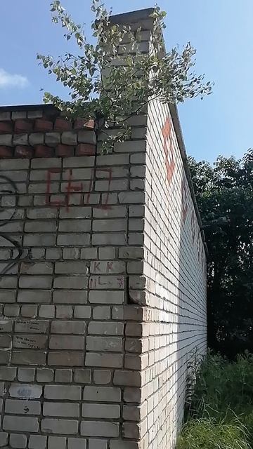 где хочу там и расту,дерево выросло на крыше. смотреть онлайн