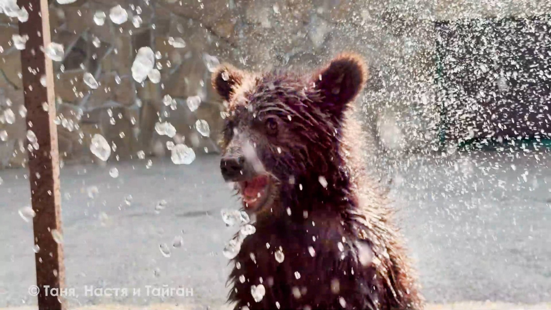 Банный день для ТОПЫ и КНОПЫ! Одна убегает от воды, одна нападает! Две медведицы с разным характером смотреть онлайн