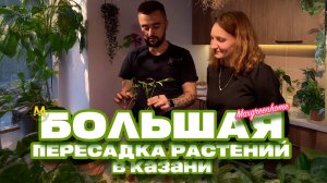 Пересаживаем монстеру, фикус, эпипремнум и сингониум в Казани! Maxgreenhome