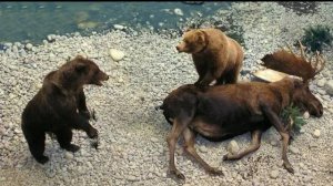 Тихий Ужас Лесов - Медведи. Разборки Медведей Гризли Когда-либо Снятые на Камеру