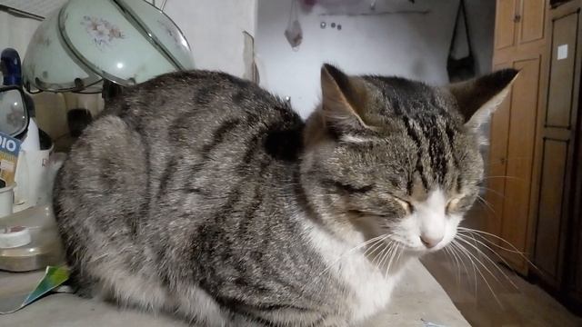 Все коты почти дома,кроме одного, Рыжий кот вышел побе?