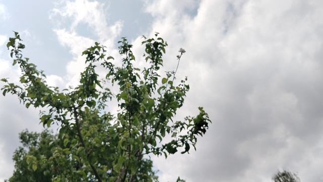 Прививки плодовых - не спешим делать выводы! смотреть онлайн