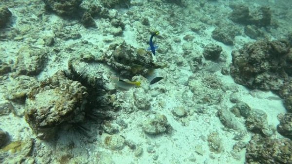 Дайвинг в Тайланде. Остров Пхи-Пхи дайвинг сайт Bida Nai.