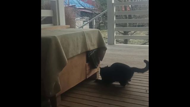 Мусина охота