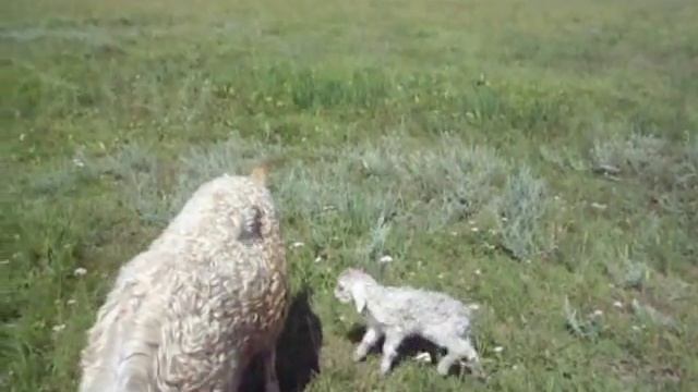 Мама, есть мама. Коза и новорожденный. 3