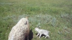 Мама, есть мама. Коза и новорожденный. 3