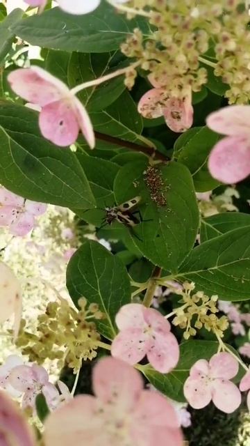 #насекомые обедают