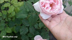 Роза Херитейдж (Heritage) удалить или оставить?