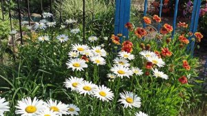 Кроме роз, у меня есть и другие цветы!