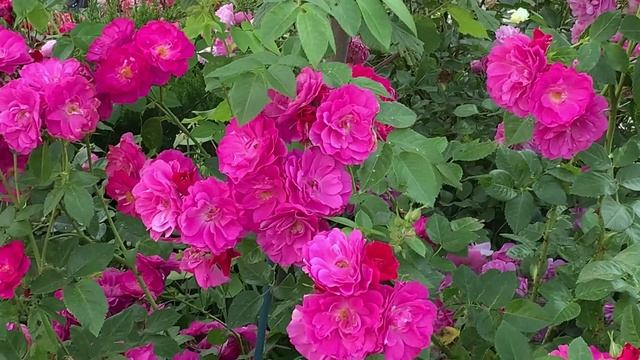 07.06.2025 Цветы у дома