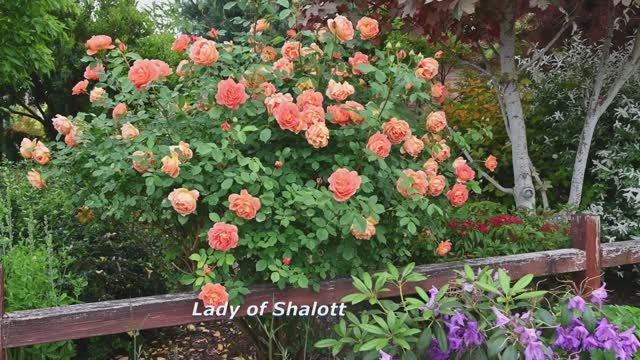 САДЫ США, ВАНКУВЕР РОЗЫ В САДУ с названиями Май 2025 смотреть онлайн