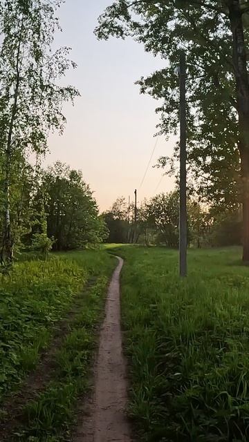 🌲🌲🌲 смотреть онлайн