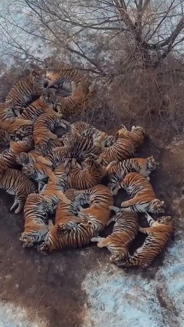 В китайском Харбине находится крупнейший тигриный заповедник в мире — здесь живут десятки амурских т смотреть онлайн