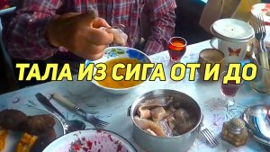 ТАЛА ИЗ СИГА ОТ И ДО.