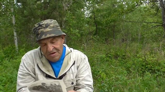 Хвойные деревья и их польза смотреть онлайн