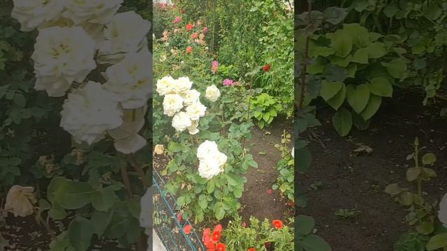 Наслаждаюсь красотой райских роз. С праздником Святой Троицы. смотреть онлайн