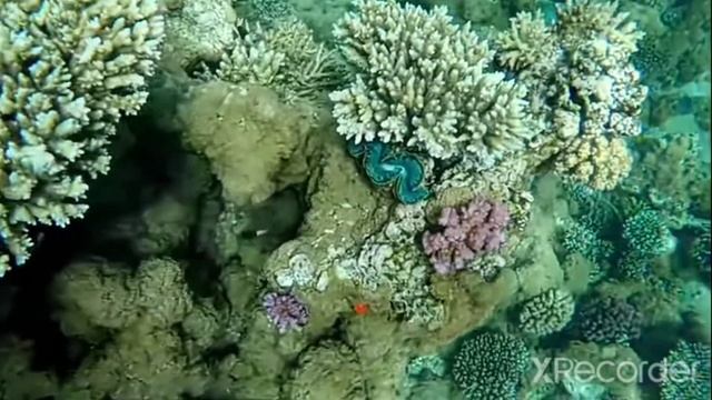 Подводный мир [Нарезка] (часть 1). смотреть онлайн