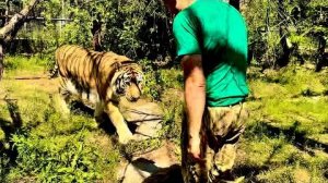 Гости в ВОСТОРГЕ! Олег Зубков зашел к любимому тигру ФУФУСЕ, Дана жжет не по детски!!!