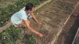 6 соток 5 июня 2025 года. 2 часть