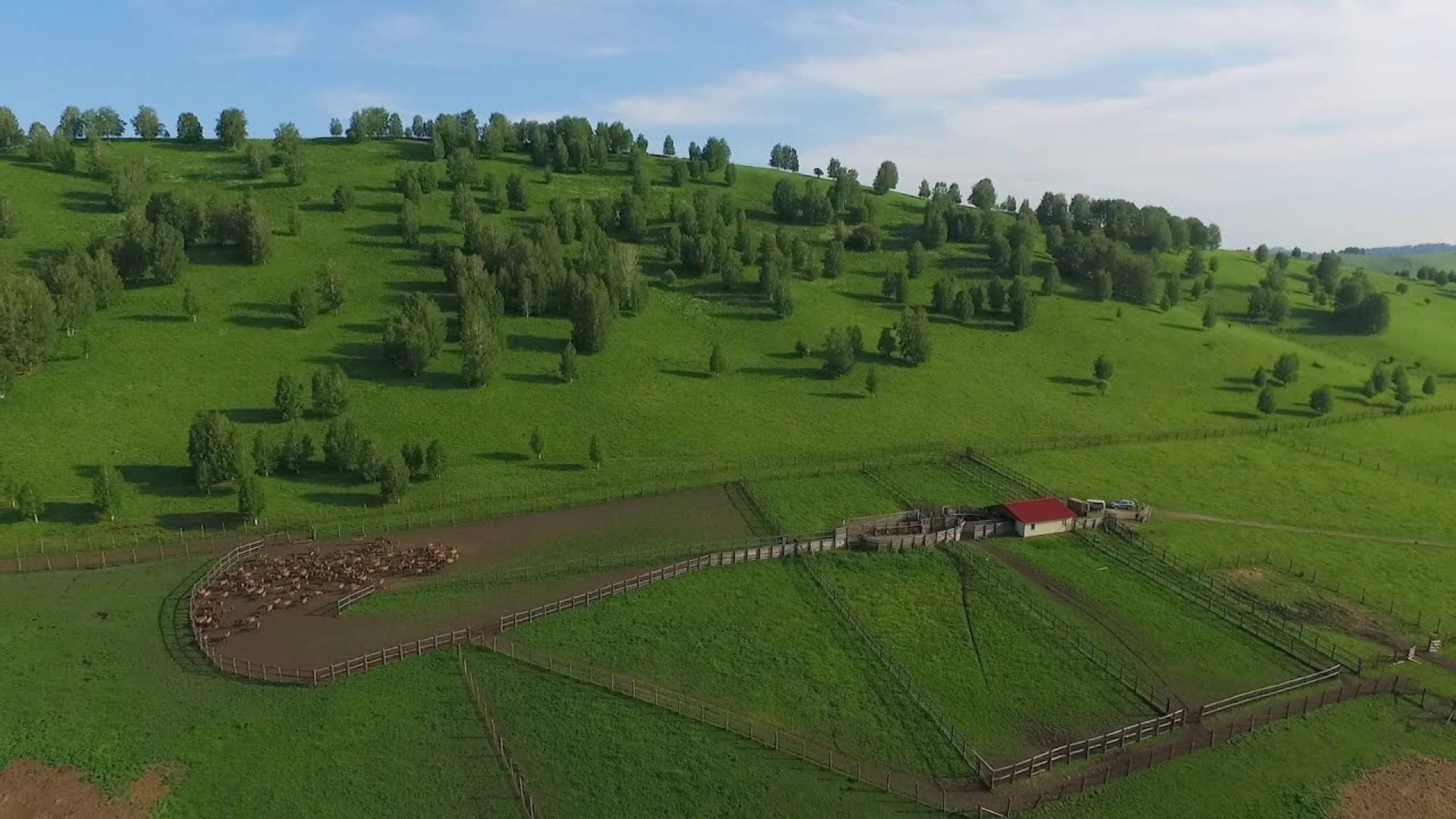 видеоролик про Мараловодческое хозяйство и Пантовые ванны в гостиничном комплексе "Золото Алтая"