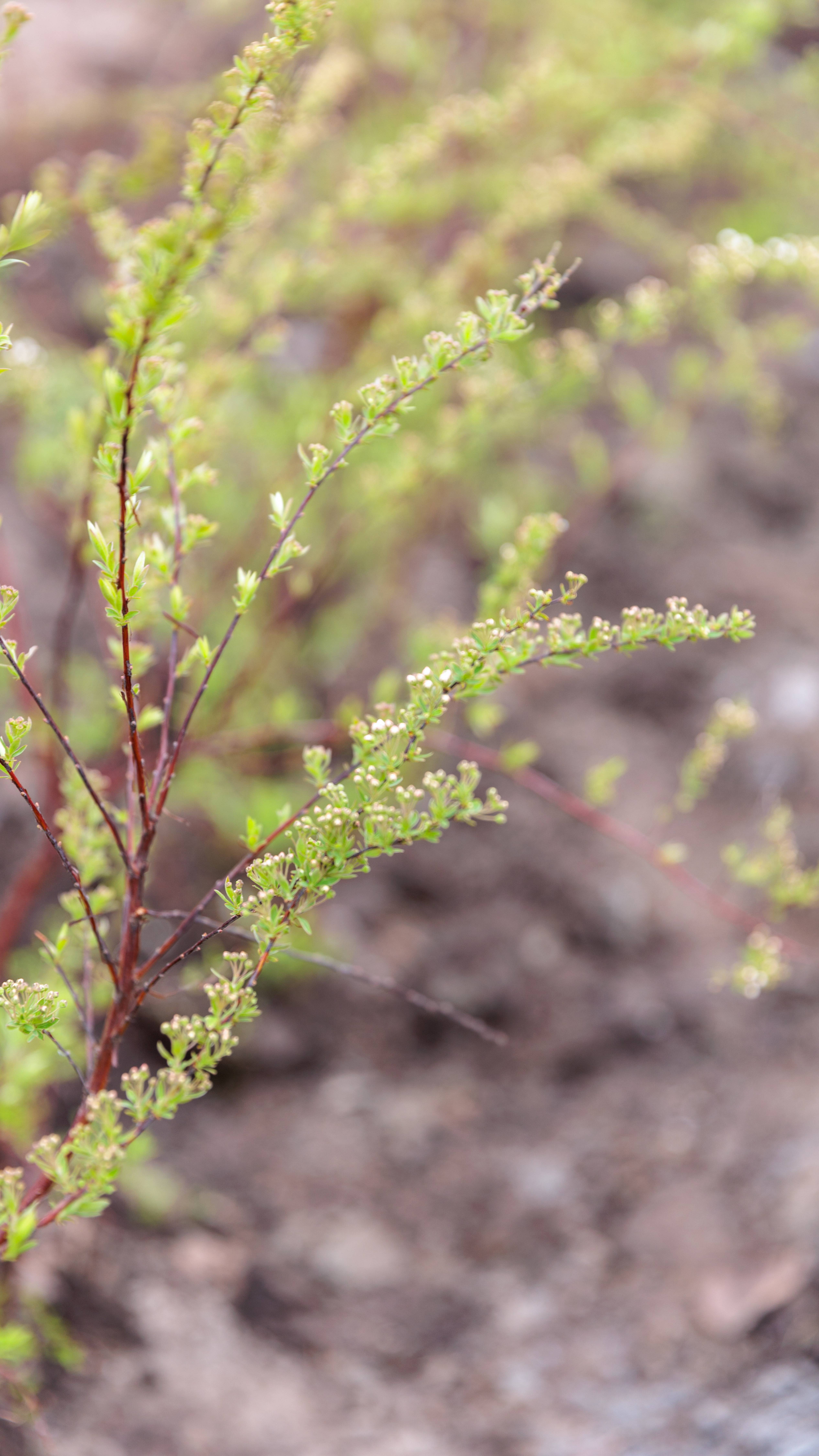 Сквер Героев Донбасса. 7 мая 2025