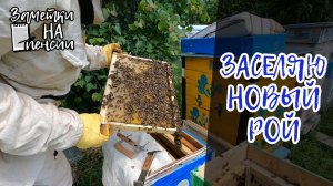Заселение пчёл 07.06.2025 #пчелы #пасека #рой #деревня