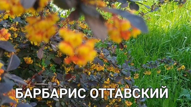 Очень красивый куст.