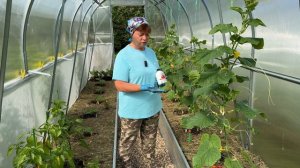 Подкормка огурцов во время цветения и в начале плодоношения.