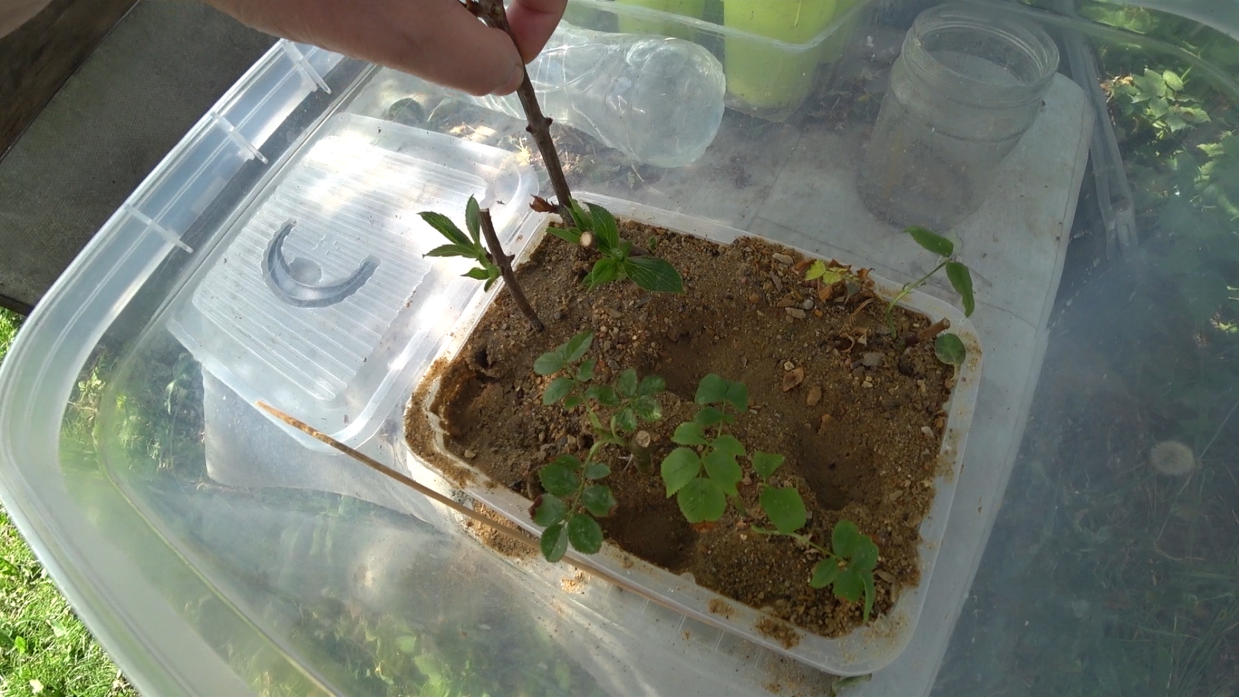 Черенки из дрожжей ( продолжение). Начало было месяц назад. Фигня в продаже. смотреть онлайн