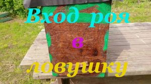 Как поймать в ловушку бродячий рой