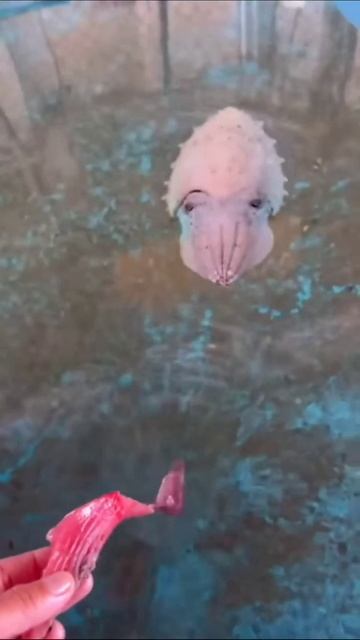 Как выглядит каракатица.