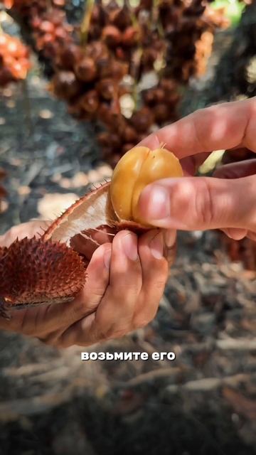 Попробуйте самый необычный фрукт на Пхукете! смотреть онлайн