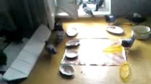 Кормлю голубей в квартире.Начало сильных сибирских морозов..