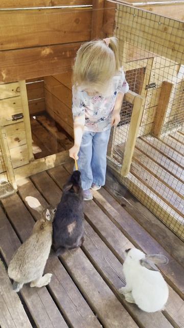 Парк кроликов в Ярославле смотреть онлайн