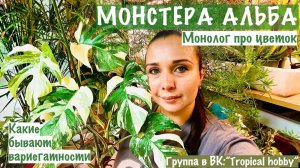 Монстера Альба. Монолог про вариегатность монстеры.