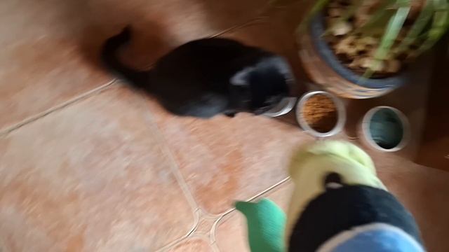 Растения против зомби:Чем бы заняться? смотреть онлайн