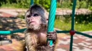 Финик ВОЗМУЩАЕТСЯ новым тренировкам, но справляется очень даже хорошо!