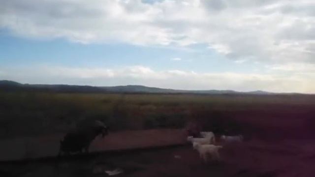 Сибирь - коза и семеро козлят