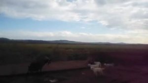 Сибирь - коза и семеро козлят