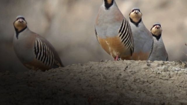 Голос на Куропатки | Partridge Voice | Partridge Hunting | Keklik Sesi | صدا ب?
