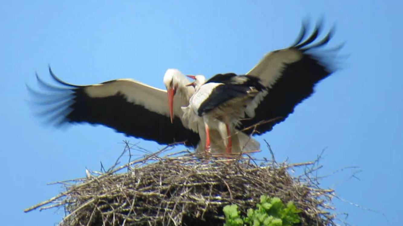 Аист с птенцами. Аисты щёлкают клювами. Смена "караула" у белых аистов смотреть онлайн