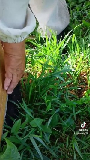 Чужой роек забрался 🐝🐝♥️🐝♥️🐝🌞🌞🌺