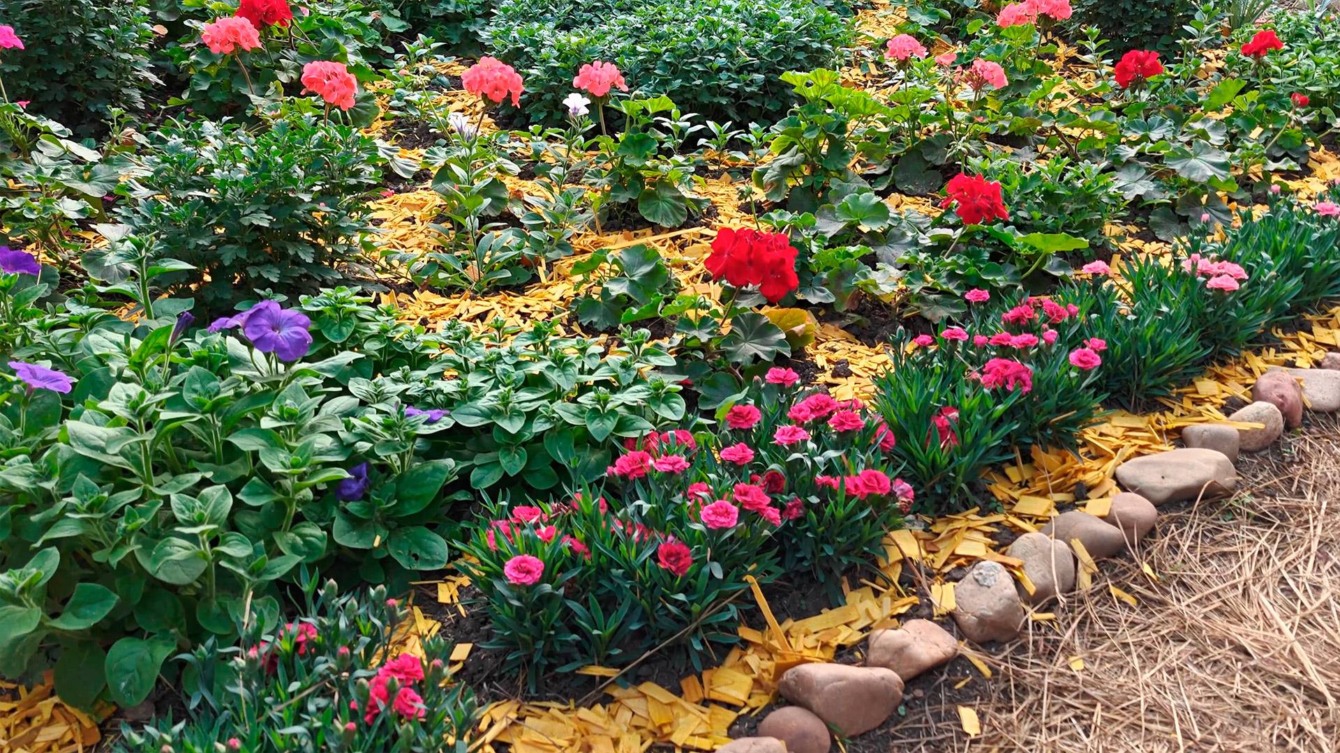 Клумба с легким уходом! Как легко организовать цветник непрерывного цветения? смотреть онлайн