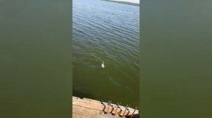 красавчики лещи