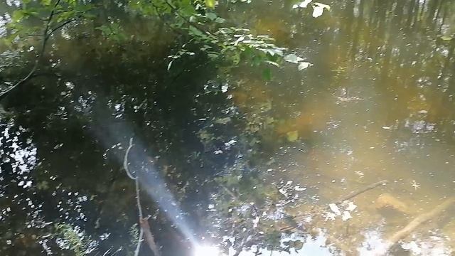 неописуемая красота,река кукшумка и в ней видно как плавают рыбки смотреть онлайн