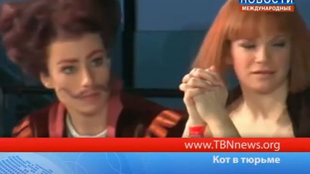 Кот в тюрьме