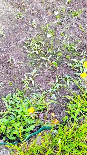 как чипсы 🤣